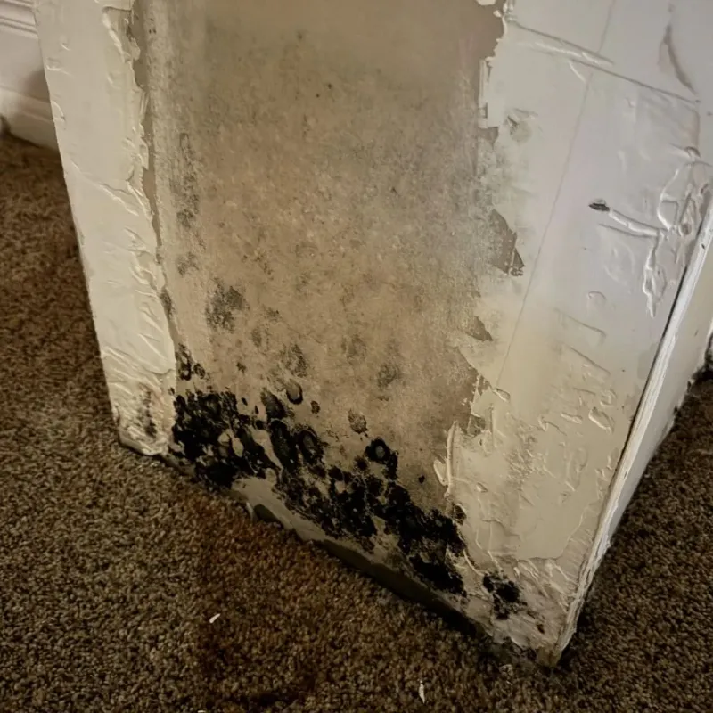 Professional Mold Removal in Groveport, OH